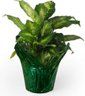 6” AZA Plant Pot Covers, Decorative Plant Sleeve for Indoor & Outdoor House Plants, Reusable and Gift-Ready Foil Wrap for Flower Pots, Evergreen, Pack of 5
