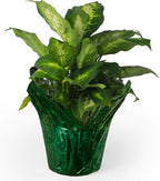 6” AZA Plant Pot Covers, Decorative Plant Sleeve for Indoor & Outdoor House Plants, Reusable and Gift-Ready Foil Wrap for Flower Pots, Evergreen, Pack of 5