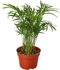 Parlor Palm Live Plant for Indoor | Different Houseplants in 4'' & 6'' Pot | Real House Plant for Living Room, Office, Desk & Bathroom | Neanthe Bella Palm | Chamaedorea elegans