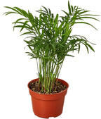 Parlor Palm Live Plant for Indoor | Different Houseplants in 4'' & 6'' Pot | Real House Plant for Living Room, Office, Desk & Bathroom | Neanthe Bella Palm | Chamaedorea elegans