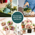 Shop Succulents Unique Succulent Plant Pack Collection - Live Mini Succulent Plants, Low Maintenance, Exceptional Colors & Textures - Wedding and Party Favors, Gift & Garden, Pack of 6