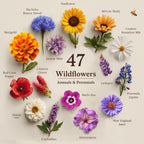 Seedboy Wildflowers for Pollinators Seed Mix – 8 oz Bulk Wildflower Seeds - 160,000+ Non-GMO Annual and Perennial Seeds for Bees Butterflies Hummingbirds – 47 Varieties Wild Flowers for Planting (8oz)