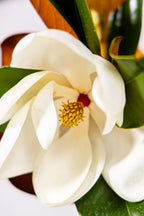 Magnolia Tree DD Blanchard Variation, Live Plant, Magnolia Flower, 3-4 Feet Tall, Southern Landscaping Plant Perfect for Home Growers, by The Magnolia Company, Can not Ship to CA, AK, HI, PR