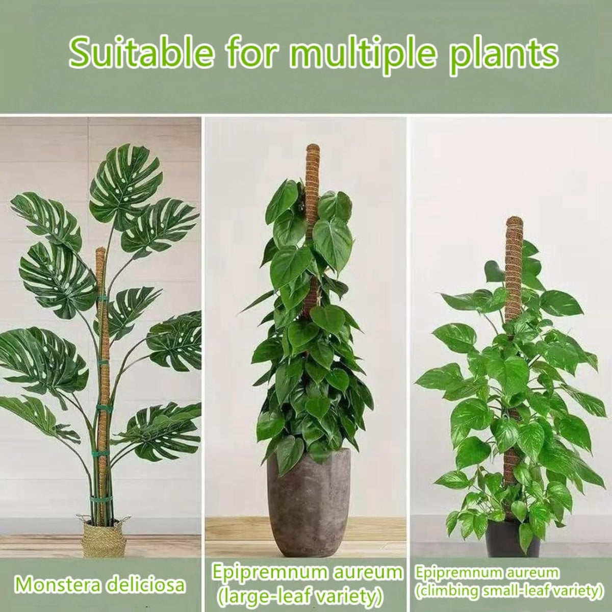 Moss Pole,63 Inch Monstera Plant Support, Upgraded 7mm Aluminum core Moss Poles for Climbing Indoor Plants DIY, Coco Coir Plant Pole Moss Plant Stick Support Stake Kit for Potted Plants Pothos
