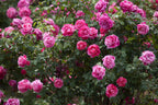 200+ Climbing Rose Seeds for Planting Outdoors - Vibrant Vine Flower, Long-Blooming Ornamental Garden Blooms (Pink)