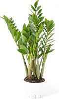 ZZ Plant Live - Air Purifier Indoor House Plant for Home Decor, Room Decor - Ideal Live Plant for Indoor Spaces - Plants Live Houseplants