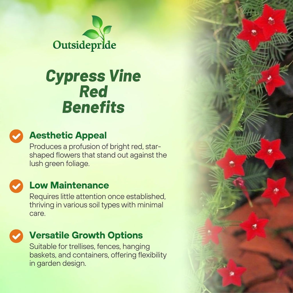 Outsidepride Red Cypress Vine Seeds - 200 Pcs Annual Flower Seeds with Nectar-Rich, Star-Shaped Flowers & Feathery, Fern-Like Leaves for Fences, Trellises, Pergolas & Vertical Gardens