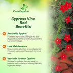Outsidepride Red Cypress Vine Seeds - 200 Pcs Annual Flower Seeds with Nectar-Rich, Star-Shaped Flowers & Feathery, Fern-Like Leaves for Fences, Trellises, Pergolas & Vertical Gardens