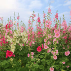 Hollyhock Seeds 3000+ Bulk Pack - Mixed-Color Perennial Blooms, Attracts Pollinators, Easy to Grow, Tall Garden Beauty - Perfect for Outdoor Landscaping, Backyard Shade, and Cottage Flower Gardens
