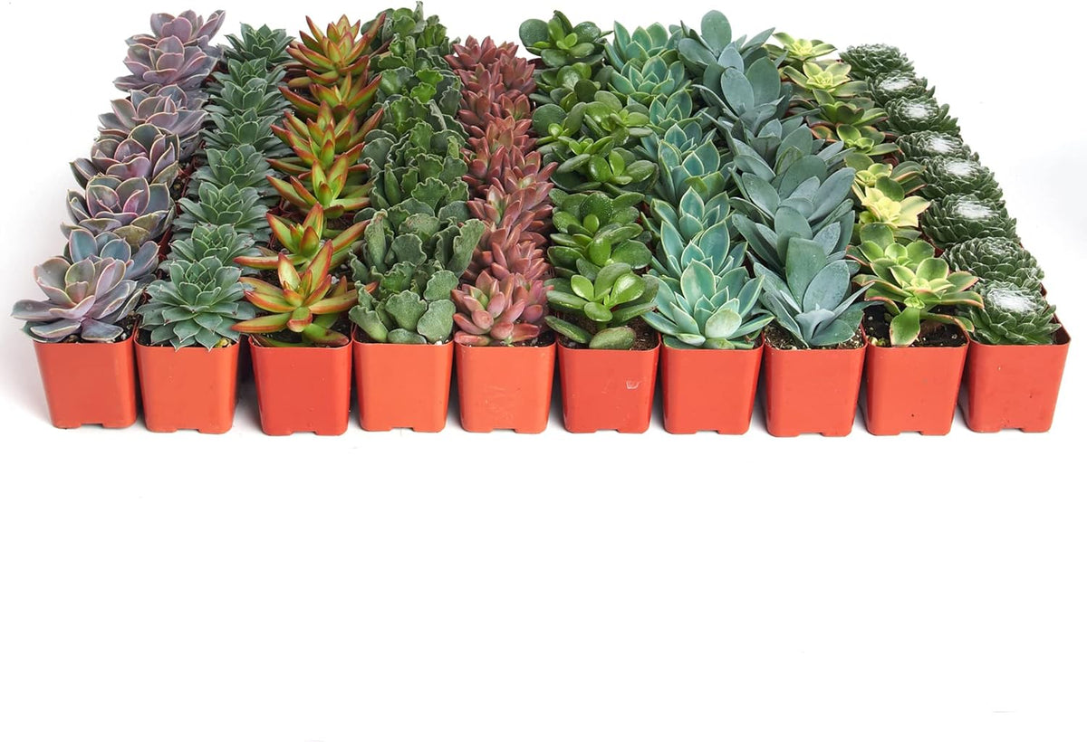 Shop Succulents Assorted Succulent Plant Pack Bulk Collection - Live Mini Succulent Plants, Low Maintenance, Mixture of Colors & Textures - Wedding and Party Favors, Gift & Garden, Pack of 100