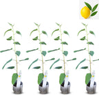 Lemon Eucalyptus (Corymbia citriodora) Live Plant - Fragrant Indoor/Outdoor Plant with Natural Insect Repellent Citronella Oil (4 eucal-Lemon sacs)