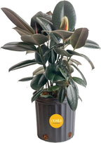 Costa Farms Burgundy Rubber Plant, Live Indoor Ficus Elastica Tree, Live Indoors Houseplant in Nursery Pot, Potting Soil Mix, Gift for Housewarming New House, Home or Office Decor, 2-3 Feet Tall
