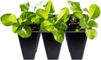 Gardzen 30 Pack 6-Cell Seed Starting Tray for Seedlings, Plant Starter Trays with Drainage Holes for Seed Germination, 5.4x3.7 inches, Black