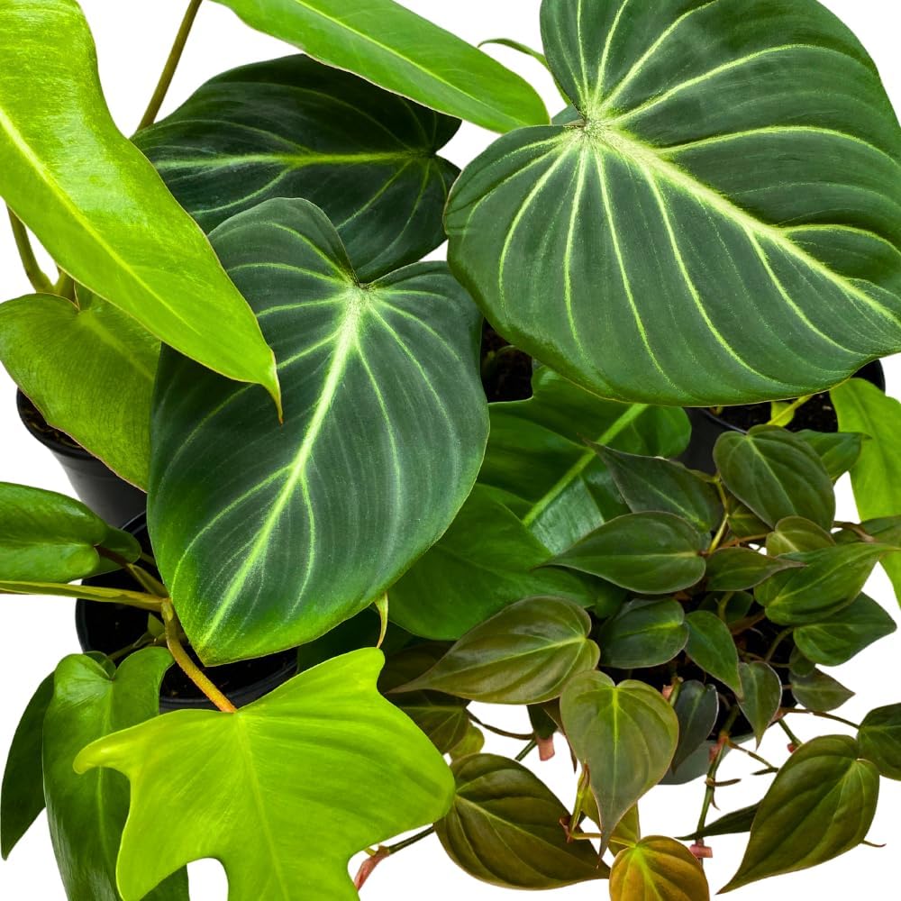 BubbleBlooms Philodendron Assortment in 4 inch Pots Set of 5