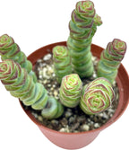 Live Succulent 4" Crassula Baby Necklace, Succulents Plants Live, Succulent Plants Fully Rooted, Hanging House Plant for Home Office Decoration, DIY Projects, Party Favor Gift by The Succulent Cult