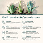 Shop Succulents Collectors Succulent Plant Pack Collection - Live Mini Succulent Plants, Low Maintenance, Colors & Textures - Wedding and Party Favors, Gift & Garden, Pack of 4
