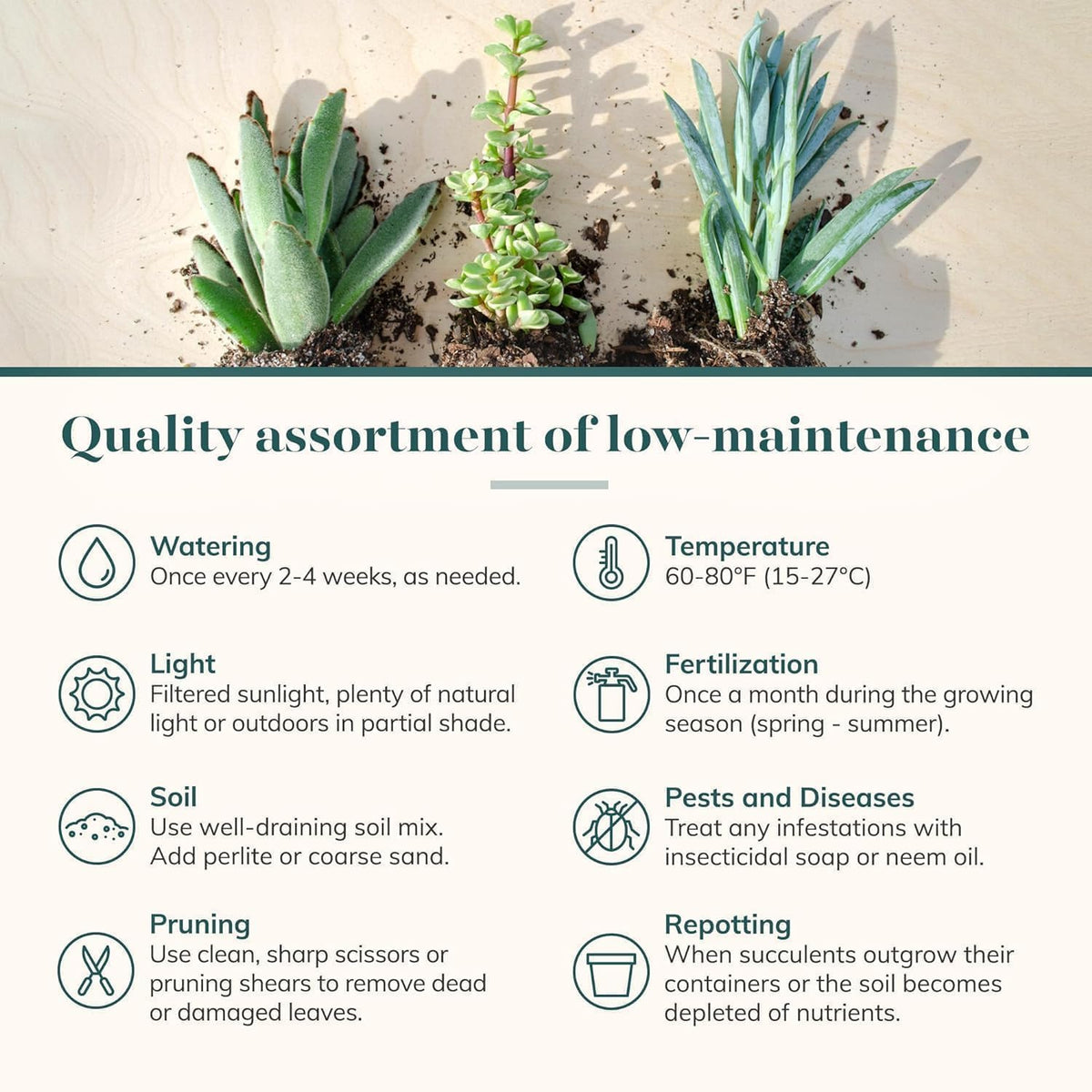 Shop Succulents Collectors Succulent Plant Pack Collection - Live Mini Succulent Plants, Low Maintenance, Colors & Textures - Wedding and Party Favors, Gift & Garden, Pack of 4