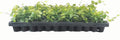 Creeping Fig Plant Ficus Pumila Climbing Vine - 30 Live Fully Rooted Plants