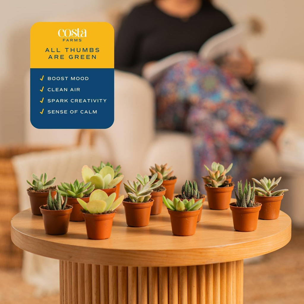 Costa Farms Mini Succulent Live Plants in Plastic Pots, Easy to Maintain Indoor Succulents, Assorted Variety Houseplants for Room Decor, House Warming or Party Favors, 2-3.5 Inches Tall, Pack of 100