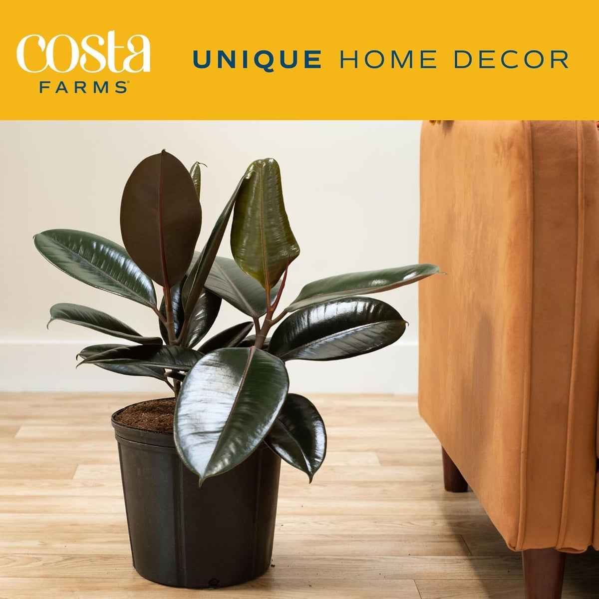 Costa Farms Burgundy Rubber Plant, Live Indoor Ficus Elastica Tree, Live Indoors Houseplant in Nursery Pot, Potting Soil Mix, Gift for Housewarming New House, Home or Office Decor, 2-3 Feet Tall