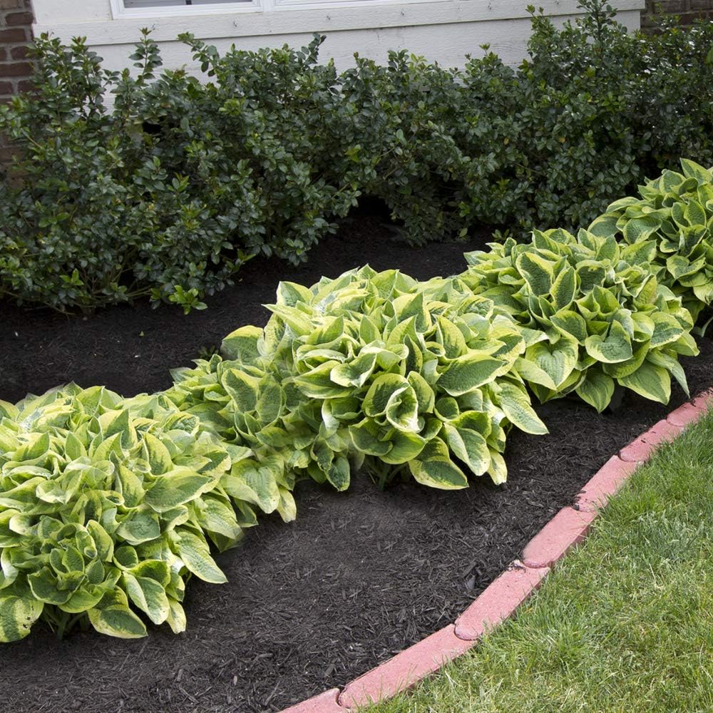 6 Pack of Mixed Heart-Shaped Hosta Bare Roots Plants - Rich Green Foliage, Low Maintenance for Your Home and Garden, Shipped Fresh & Daily from Our Coolers. 1000's Sold