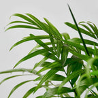 Parlor Palm Live Plant for Indoor | Different Houseplants in 3'' Pot | Real House Plant for Living Room, Office, Desk & Bathroom | Neanthe Bella Palm | Chamaedorea elegans