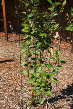 Green Square Folding Tomato Cage Plant Support Stake Tower 12 inch by 46 inch, Pack of 10 Sets