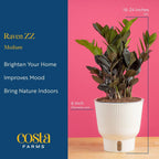 Costa Farms Raven ZZ Live Plant in Self Watering Pot, Easy to Maintain, Air Purifying Indoor Houseplant, Perfect for Home, Room, or Office Decor, Great House Warming or Birthday Gift, 12-18 Inches