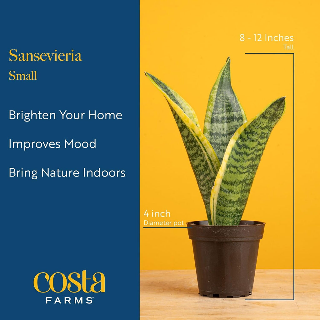 Costa Farms Live Snake Plant | Easy to Grow Indoor or Outdoor Sansevieria Houseplant | 8-Inches Tall | Potted in Plant Pots | Succulent Plant Perfect for Office and Home Decor