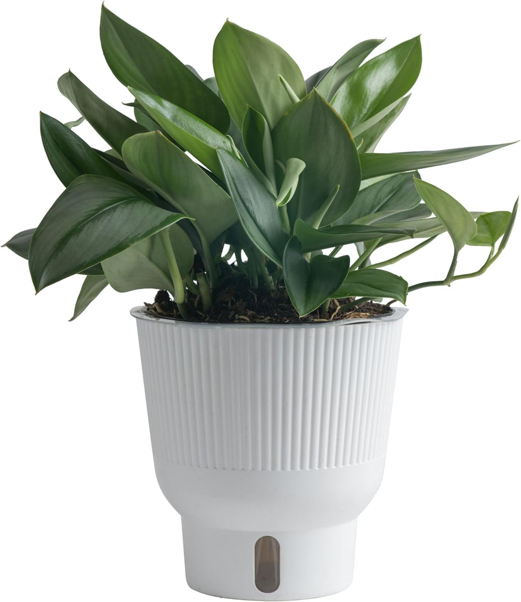 Costa Farms Sterling Silver Scindapsus Live Plant in Self Watering Pot, Indoor Houseplant, Perfect for Home, Room, or Office Decor, Great House Warming or Birthday Gift, 9-12 Inches Tall