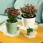 20 Packs 6 Inches Small Clear Plant Saucers for Indoor Outdoor Use Heavy Duty Plastic Plant Trays for Planter Bulk Flower Pot Drip Trays to Catch Water, 4 to 20 Inch