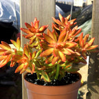 Live Succulents Sedum Adolphi 'Firestorm' (4-inch), Succulent Plants Fully Rooted in Pots with Soil, Easy-Care House Plant for DIY, Home Office Decor, Wedding Party Favor