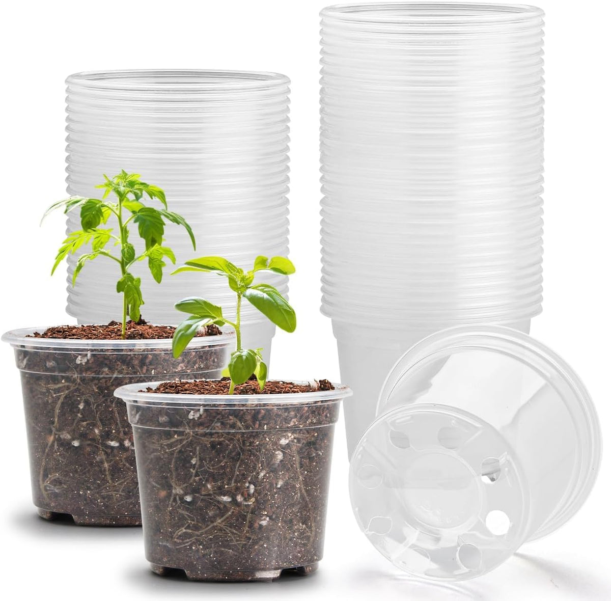 Clear Seedling pots 100-Pack 3.2 Inches Round for Seeds Starter Pots, Seeds Germination Transparent Clean Pots with Drainage Holes(100 Pcs, 3.14Inch)