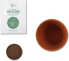 BUZZY Seeds Radiant Collection Grow Kits, 12-Pack Mini Terracotta Pots with Aloe, Christmas Basil, and Spruce Seed Packs,All-in-One Starter Set for All Ages, Gardening Gifts, Stocking Stuffers