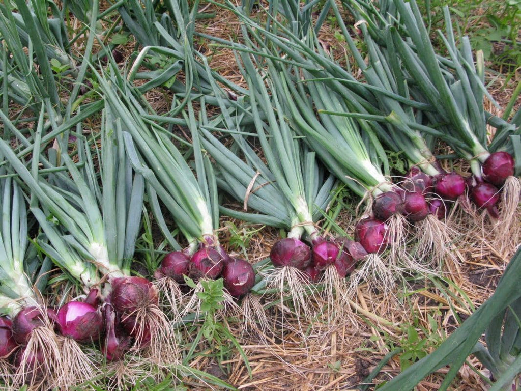 Simply Seed™ - Sweet Red Onion Bulbs - 1LB - Naturally Grown - Non GMO - Grow Anywhere - American Raised