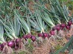 Simply Seed™ - Sweet Red Onion Bulbs - 1LB - Naturally Grown - Non GMO - Grow Anywhere - American Raised
