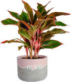 Costa Farms Chinese Evergreen, Easy to Grow Live Indoor Plant Aglaonema, Potted Houseplant in Cute Decor Pot, Everyday Gift for Mom, Wife, Daughter, Son Room Decor, 1 Foot Tall