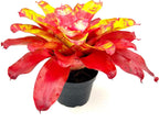 ragnaroc Live Plants – Bromeliad Neoregelia Golden Gate, 8-12" in 6" Pot - 1ct - Live Arrival Guaranteed - House Plants for Home Decor & Gift