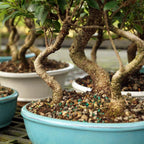 Brussel's Bonsai Live Golden Gate Ficus Grove Indoor Bonsai Tree-7 Years Old 10" to 14" Tall with Decorative Container, Medium