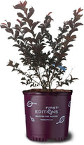 American Plant Exchange Lunar Magic Crape Myrtle Tree Live, 3-Gallon Pot, 1-2ft Tall, Vibrant White Flowers, Drought-Tolerant, Large Outdoor Landscape Accent, Year-Round Beauty