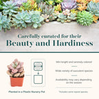 Shop Succulents Pastel Succulent Plant Pack Bulk Collection - Live Mini Succulent Plants, Low Maintenance, Bright & Serene Colors & Textures - Wedding and Party Favors, Gift & Garden, Pack of 64