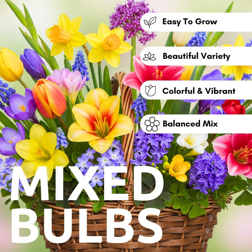 Complete Spring Flower Garden | 50 Fresh Bulbs | Bloom All Spring and Summer, Easy to Grow Flower Bulb, Indoor/Outdoor