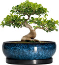 Bonsai Pots - 13 Inch Ceramic Succulent Pots for Indoor Outdoor, Large Succulent Planter with Drainage Hole and Saucer, Round Shallow Flower Planters, Porch Decor, Gardening Gifts, Blue