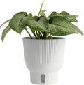 Costa Farms Scindapsus Mount Salak Live Plant in Self Watering Pot, Indoor Houseplant, Perfect for Home, Room, or Office Decor, Great House Warming or Birthday Gift, 12-14 Inches Tall
