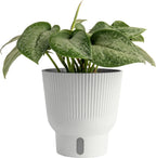 Costa Farms Scindapsus Mount Salak Live Plant in Self Watering Pot, Indoor Houseplant, Perfect for Home, Room, or Office Decor, Great House Warming or Birthday Gift, 12-14 Inches Tall