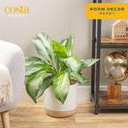 Costa Farms Chinese Evergreen, Aglaonema Easy To Grow Live Indoor Plant in Premium Décor Planter Pot, Houseplant in Potting Soil Mix, Housewarming, Unique Home Décor or Room Decor, 2-3 Feet Tall