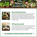 Berry Variety Pack - 4 Live Starter Plants - A Selection of Blueberry, BlackBerry, and Raspberry Varieties for Your Edible Garden
