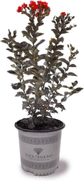 American Plant Exchange Black Diamond Red Hot Crape Myrtle Tree Live, 3-Gallon Pot, 1-2ft Tall, Vibrant Red Flowers, Drought-Tolerant, Large Outdoor Landscape Accent, Year-Round Beauty