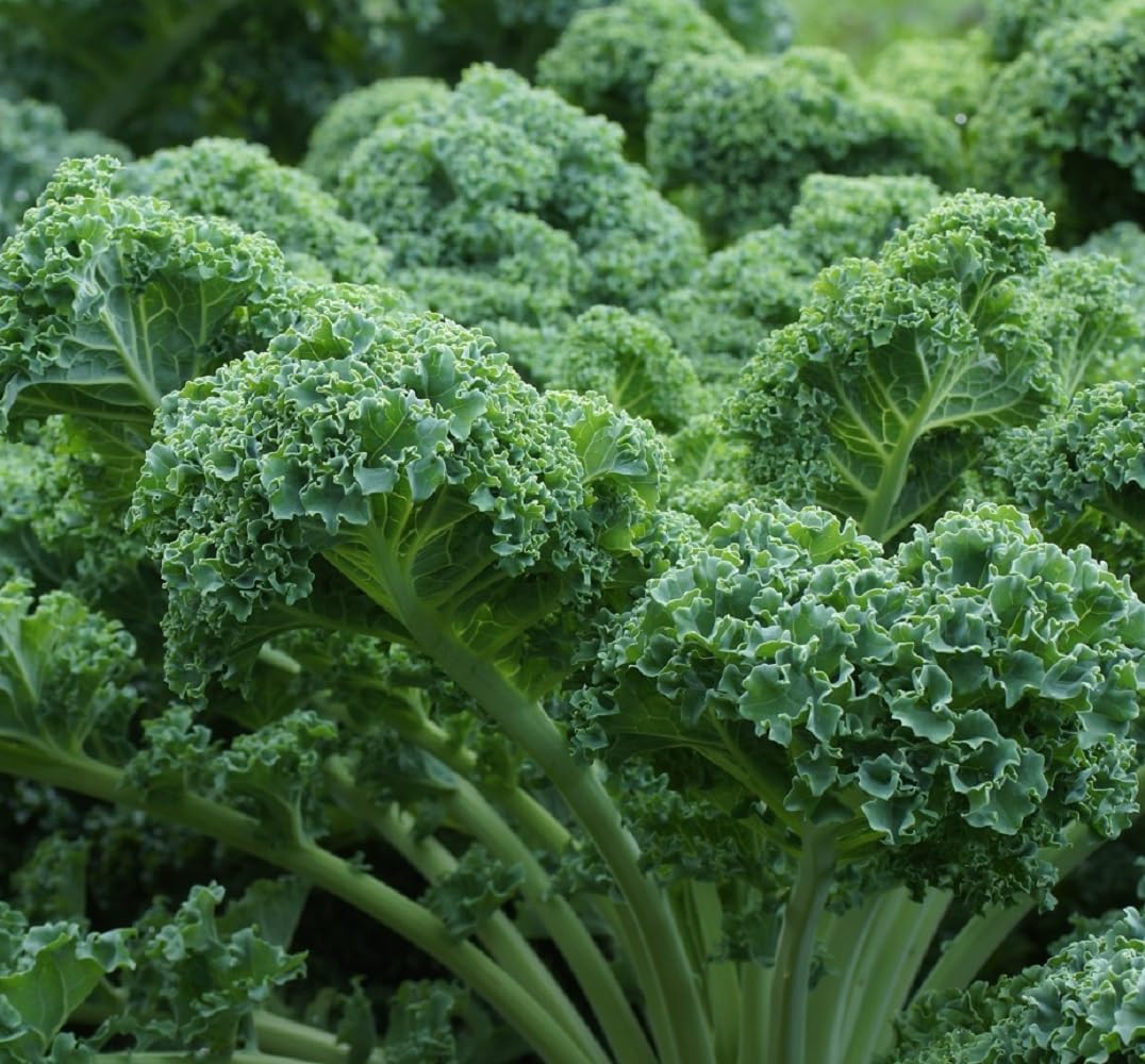 Curled Blue Kale Seeds for Planting – Plant & Grow Heirloom Non-GMO Curled Blue Vates Kale Home Outdoor Vegetable Garden, Brassica oleracea VAR. acephalla – 5 Packets