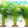 American Plant Exchange Areca Palm – Live 4-Inch 3-Pack, Easy-Care Tropical Houseplants with Lush Green Fronds, Air-Purifying Indoor Plants for Home, Office, Apartments & Small Space Décor